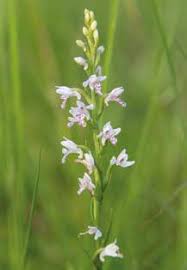 Image result for Brachycorythis friesii