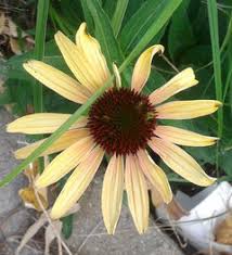 This variety has deep golden yellow petals with large, striking orange. Summer Glow Echinacea Doesn T Glow