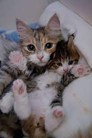 tutti gatti cute cats cats and kittens cute animals