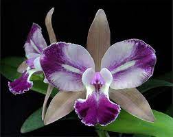 Cattleya Orchid Flower Learn 2 Grow Cattleya Http Www Growplants Org Growing Cattleya Cattleya Orchid Cattleya Beautiful Orchids