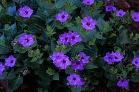 The plant only grows in the wild in the rainforests of sumatra, but it is endangered there due to deforestation. 10 Lovely Flowers That Bloom Only At Night Blog Nurserylive Com Gardening In India