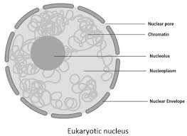 Draw well labelled diagram of prokaryotic cell. Draw A Well Labelled Diagram Of A Eukaryotic Nucleus How Is It Different From Nucleoid