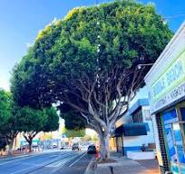 Meet the Indian Laurel Fig (Ficus microcarpa) aka a banyan ...