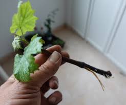 Image result for grapevine cuttings