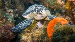 The hawksbill turtle is one of the smallest species of turtle. Ministry Launches National Sea Turtle Task Force Loop Trinidad Tobago