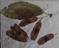 Image result for Terminalia macroptera