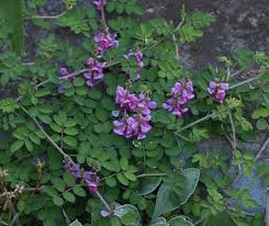 Image result for Indigofera roseo-caerulea