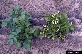 Maybe you would like to learn more about one of these? What S Wrong With My Plant Garden University Of Minnesota Extension