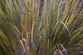 Image result for Panicum repentellum
