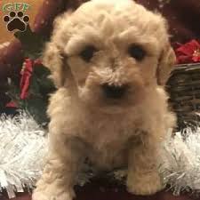 Long, straight or wavy we offer mixed, as well as purebred puppies for sale in pa, nj, md, de, ny. Cavachon Puppies For Sale Cavachon Dog Breed Greenfield Puppies Cavachon Puppies Cavachon Cavachon Dog