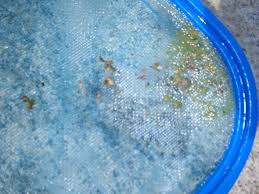 Wurmer Im Pool Was Tun Tiere