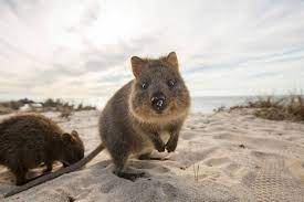 The Quokka Has Been Nicknamed The Happiest Animal In The World And It S Easy To See Where This Name Came From When You Check O Quokka Happy Animals Animals