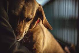 Phew My Older Dog Stinks Why Wheaton Animal Hospital Wheaton Animal Hospital Blog
