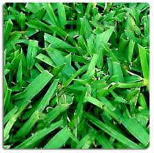 Apex pest control is a reliable company that handles fl pest control and lawn maintenance safely and jacksonville pest control. The Best St Augustine Grass For Your Florida Lawn Superior Spray