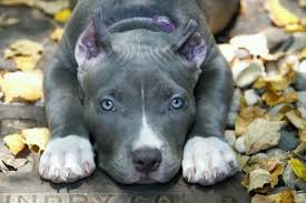 Female Blue Eyed Pitbull Blue Nose Pitbull Puppies Pitbull Puppies Bully Dog
