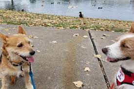 Does Your Dog Need Canine Friends Fear Free Happy Homes
