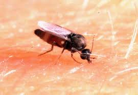 But remember that even the best commercial gnat repellent will not provide. Gnats Are A Nuisance Here S How To Combat The Tiny Pests Biloxi Sun Herald