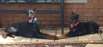 Planning to adopt a pet? Doberman Pinscher Puppies For Sale In Gulf Breeze Florida Classified Americanlisted Com