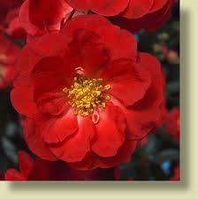 The dark red petals have a velvety texture. Double Take Scarlet Storm Chaenomeles Lagenaria Scarlet Storm Pp20 951 Double Take Scarlet Storm Flowering Quince Scarlet Storm Flowering Quince Scarlet Storm Quince North Carolina Extension Gardener Plant Toolbox