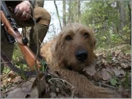 Image result for štýrský brakýř