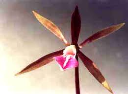 Image result for Nervilia adolphi