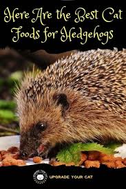 The Best Wet Cat Food For Hedgehogs Plus Care Tips Upgrade Your Cat Best Cat Food Hedgehog Food Cat Food