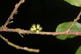 Image result for Corchorus saxatilis
