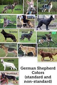 Most people are only familiar with the black/tan with the traditional saddle. German Shepherd Colors Standard Non Standard German Shepherd Colors Black German Shepherd Puppies Blue German Shepherd Puppies