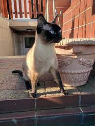 Such A Lovely Face Music Indieartist Chicago Cat Love Beautiful Cats Cats
