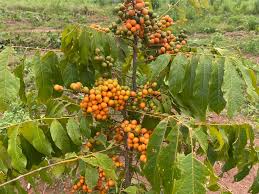 Image result for Deinbollia