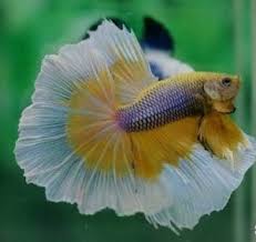 These two fish are closely related meaning that the needs and conditions of the tank are. Does A Betta Fish Need A Heater Aquarium Adviser