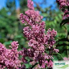 Image result for Syringa prestoniae