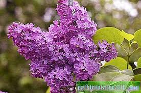 Maybe you would like to learn more about one of these? Minyak Lilac Adalah Ubat Penyembuhan Yang Hebat Ubatan Alternatif 2021