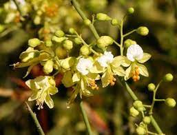 Palo verde college in blythe, california, united states. Parkinsonia Microphylla Yellow Paloverde Foothill Paloverde Foothill Palo Verde Littleleaf Paloverde Littlele Arizona Wildflowers Palo Verde Wild Flowers