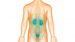 Spinal Disorders May Cause Neurogenic Bladder Disorder Or Dysfunction