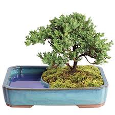 Buy Brussels Bonsai Live Green Mound Juniper Outdoor Bonsai Tree In Water Pot 4 Years Old 8 To 10 Tall Online In Qatar B07rk5c7bv