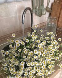 Water well, and mulch to keep down weeds and preserve moisture. Etherealyuna On Instagram Always Take Care Of The Things That You Love Make It Last Baby Plantseries Flower Aesthetic Beautiful Flowers Pretty Flowers