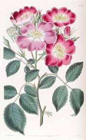 Image result for Rosa sp.