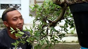 Pengawatan Dan Repotting Bonsai Loa Tahap Kedua Youtube