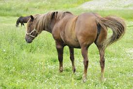 The weed science program based at college station and lubbock provide integrated research and extension work in herbicide development and applied technologies. 5 Ways To Improve Your Horse Pasture Equimed Horse Health Matters