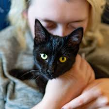When your cat stops meowing once you give them the attention they are desiring, this is a sure sign this may reduce their need to call out to you, especially in the middle of the night, amidst your deep sleep. Do Cats Like To Be Kissed