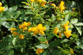 Image result for Senna floribunda