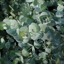 Image result for Eucalyptus