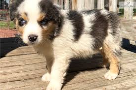 They will be ready to go on august. Blue Australian Shepherd Puppy For Sale Near Austin Texas 1541f24b 2811