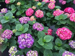 Let's dance big easy is hardy to zone 5 and prefers full sun or part shade. Let S Dance Big Band Reblooming Hydrangea Hydrangea Macrophylla Proven Winners