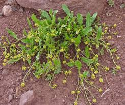 Image result for Rorippa