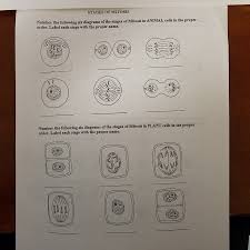 Maybe you would like to learn more about one of these? Stages Of Mitosis Number The Following Six Dia Order Chegg Com