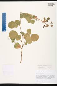 Image result for Rhynchosia resinosa