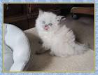 Himalayan Kittens For Sale by Reputable Breeders ...