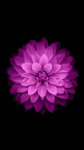 Purple Flowers Iphone Official Wallpaper Flower Iphone Wallpaper Retina Wallpaper Iphone 6 Wallpaper